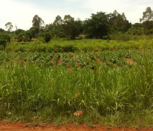Tobacco plants
