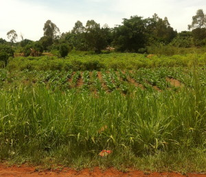 Tobacco plants 