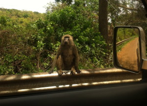 One of the infamous Karuma baboons.