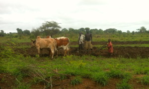 My favourite photo of the day. It's planting season and families are out working together.