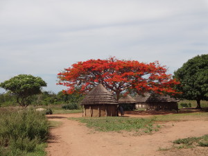 Jacaranda Tree amid Huts near Adjumani, Uganda