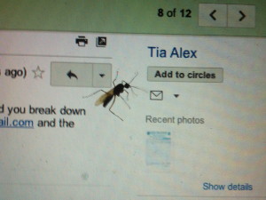 Flying Ant (Termite) on my Mac