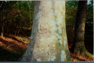 `My Mom and Dad's Beech Tree   CI  MP  (Clayton Iles and Mary Plott) carved about 1951.  Photo by Curt circa 2011