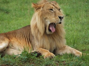 Yawning lion at Murchison Falls National Park, Uganda. 