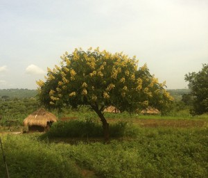 A Senna Spertabilita Tree in northern Uganda