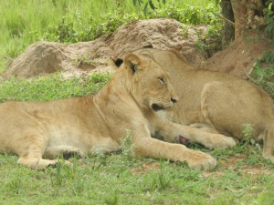 Young lion twins. One is female, the other male.