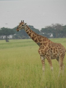 Giraffe Murchison Falls National Park, Uganda