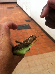 May you never grow too old to catch grasshoppers (especially it's a Big Ol' Boy)