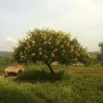 Beautiful Tree near Adjumani, Uganda. This photo served as cover of our recent e-book, Trampled Grass.