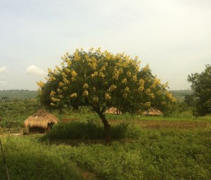 Beautiful Tree near Adjumani, Uganda.  This photo served as cover of our recent e-book, Trampled Grass.