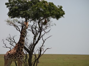 Giraffes love acacia trees. Murchison Falls National Park, Uganda
