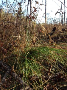 Longleaf seedling on our Wagnon Estate land.