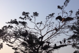 Maribou Stork nesting in Entebbe (Uganda) tree.