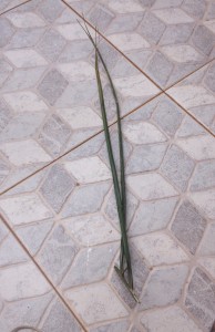 Palm frond from church. Entebbe, Uganda