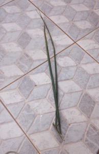 Palm frond from church.  Entebbe, Uganda