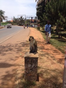 A friend awaits me on my Entebbe walking route.