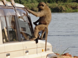 Leroy Brown on our Land Cruiser.