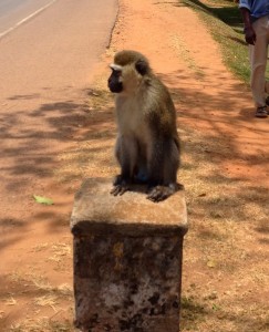 B.B. on his throne along Airport Road in Entebbe. Click image for closer view.
