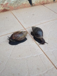 Snails at our house in Entebbe: You go your way, and I'll go mine.