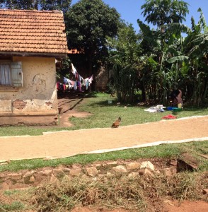 Grain drying in Ugandan yard.  Note chicken.  "Chicken in the breadpan; picking out dough."