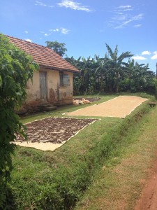 Drying grain in a Ugandan yard.