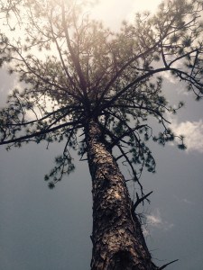 Towering pine near my parent's home.