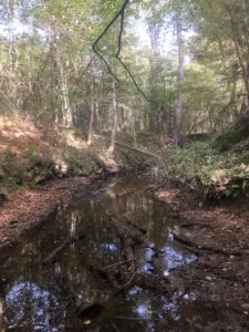 Crooked Bayou, where six generations of my family have hunted squirrels. 