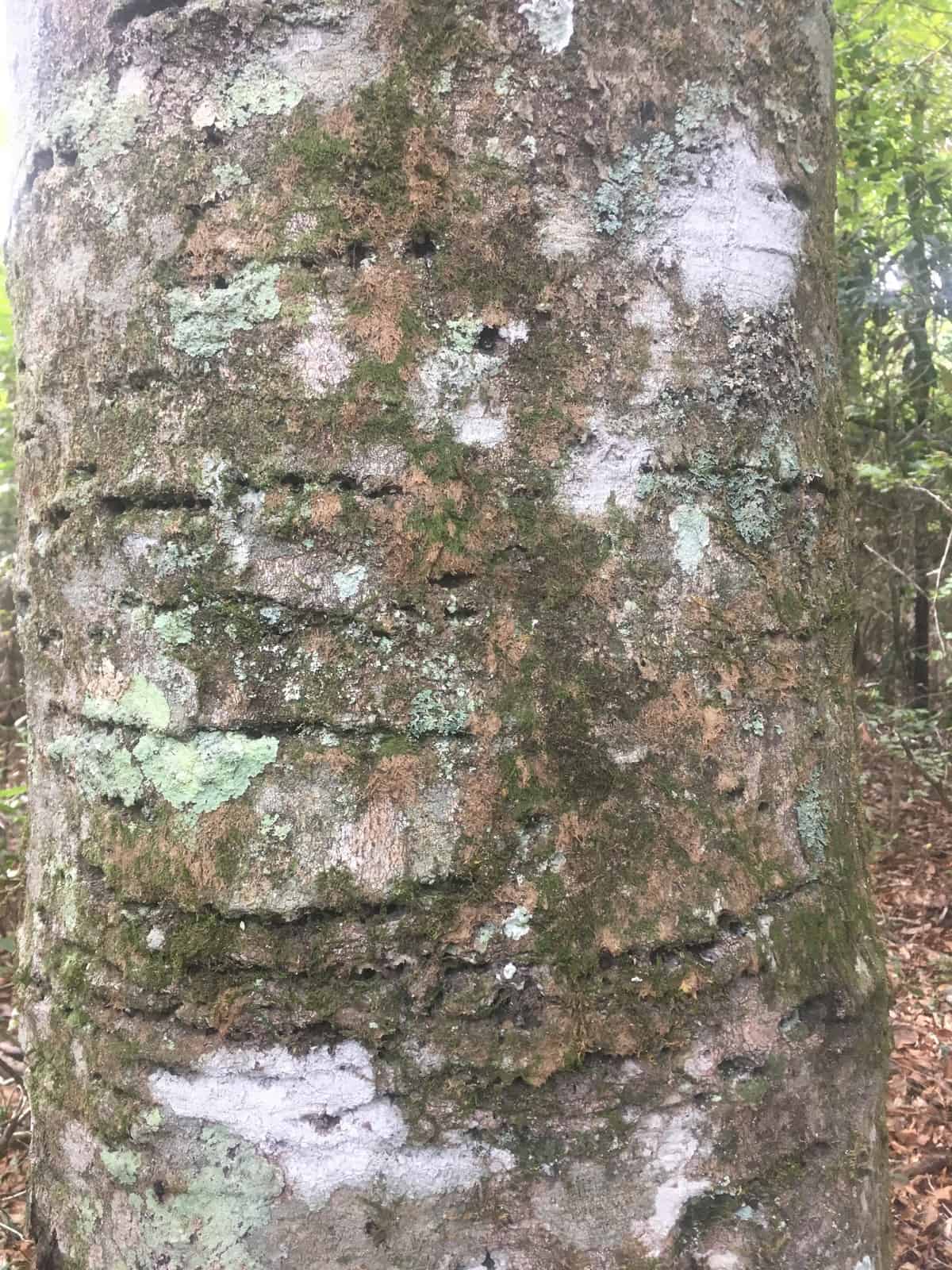 Old Beech with woodpecker holes.