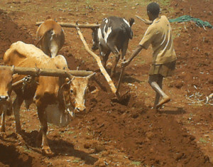 Ethiopian farmer putting in his crop.