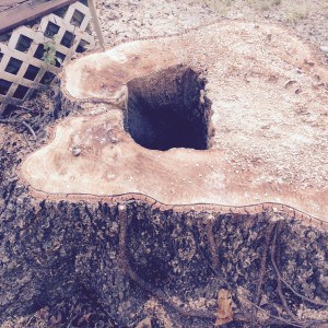 There's a story hiding in this pecan stump at our new home.  Theme: sometimes things look healthy but the core is rotten.  