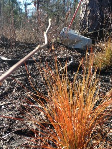 Burned longleaf seedling waiting for Spring. 