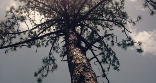 Tall Pine