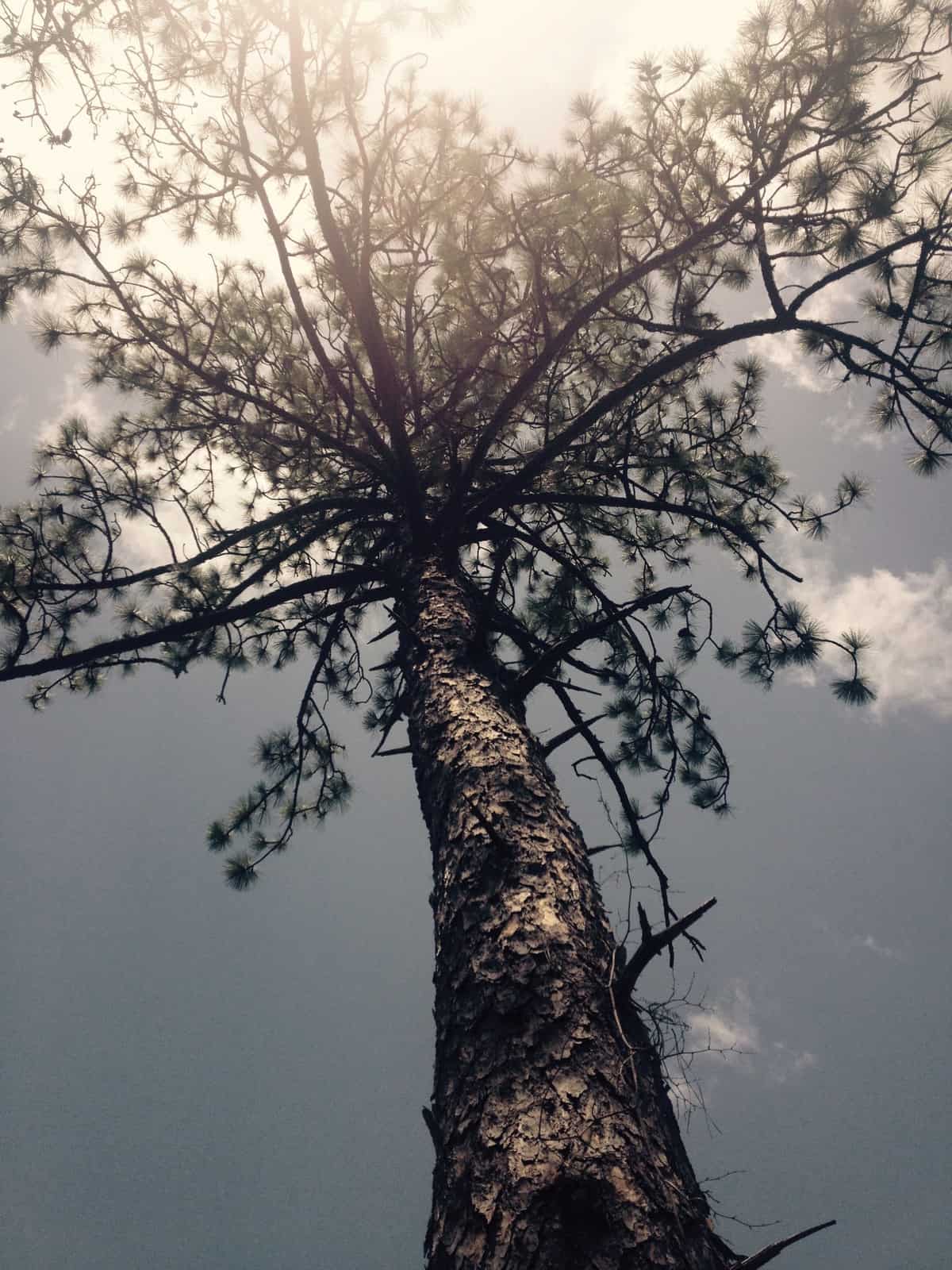 Tall Pine