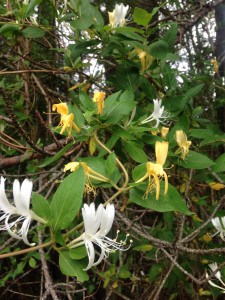 It's honeysuckle time in Louisiana.