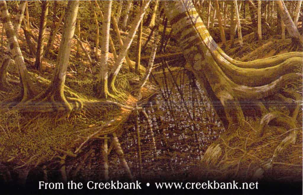 KeyCreekbankPostcard Best Shot