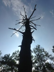 There's even beauty in death. Longleaf on John and Sara Wagnon Estate. Dry Creek, LA