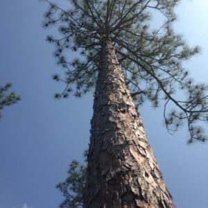 A mature longleaf on our family homestead.