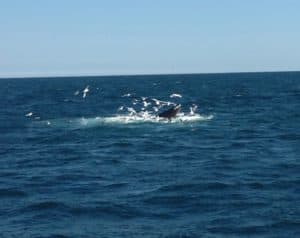 Humpback whales in Atlantic. 