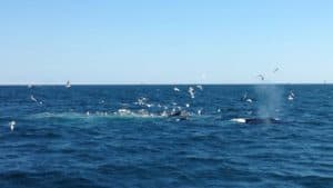Going whale watching in the Atlantic was one of the most impressive things I've ever seen.