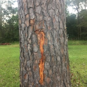 Loblolly Pine adjacent to my Mom's house. It took a lightning strike last week.