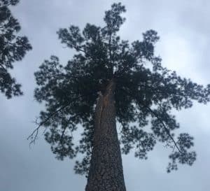 Notice split on trunk of lightning struck pine