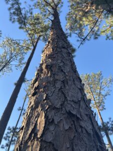 Bull Pine on our land line
